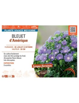 BLEUET D'AMERIQUE