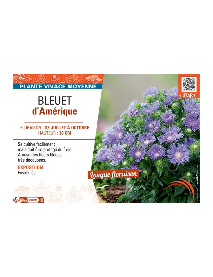 BLEUET D'AMERIQUE