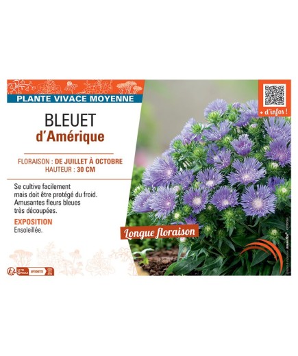 BLEUET D'AMERIQUE