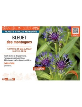 BLEUET DES MONTAGNES