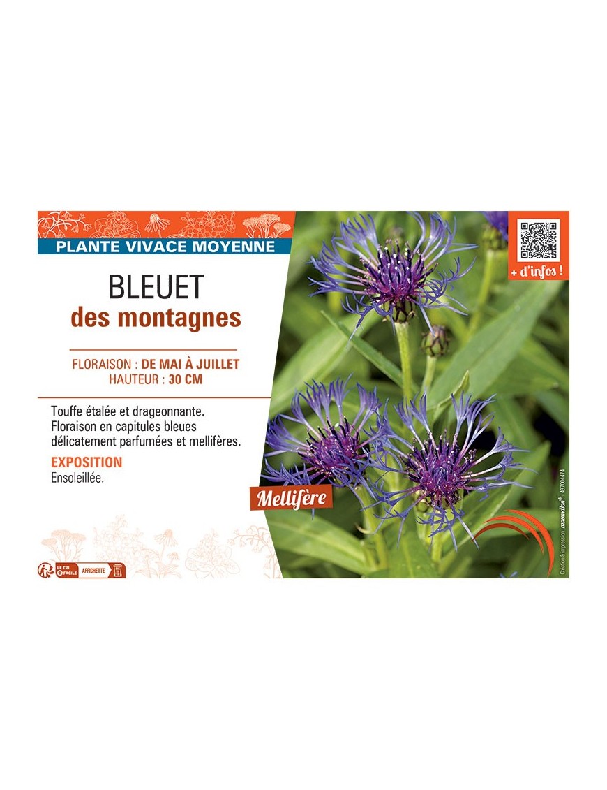 BLEUET DES MONTAGNES