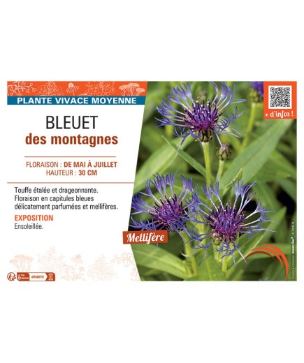 BLEUET DES MONTAGNES