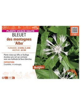 BLEUET DES MONTAGNES ALBA
