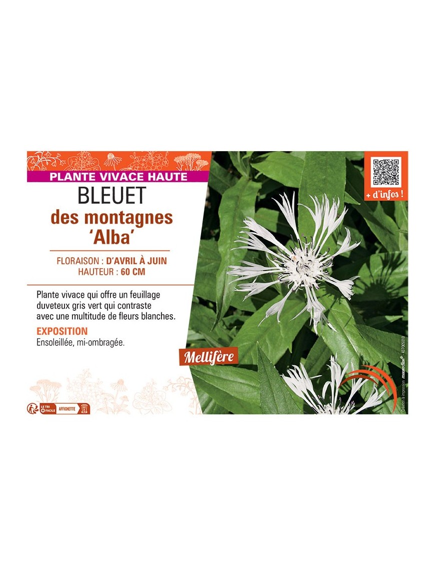 BLEUET DES MONTAGNES ALBA