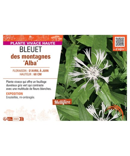 BLEUET DES MONTAGNES ALBA