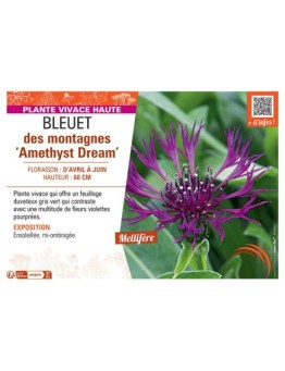 BLEUET DES MONTAGNES AMETHYST DREAM