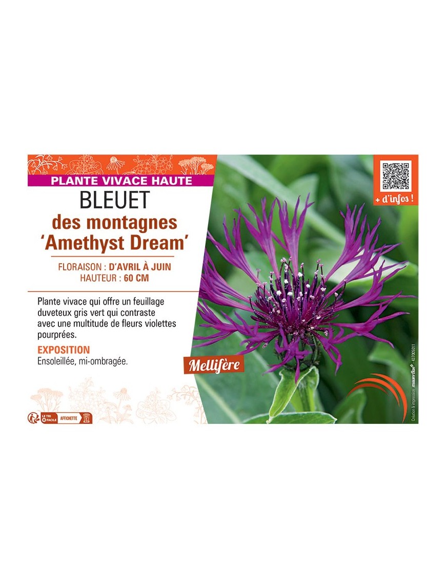 BLEUET DES MONTAGNES AMETHYST DREAM