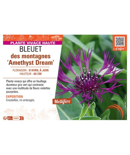 BLEUET DES MONTAGNES AMETHYST DREAM
