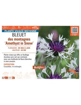 BLEUET DES MONTAGNES AMETHYST IN SNOW