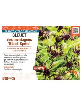 BLEUET DES MONTAGNES BLACK SPRITE