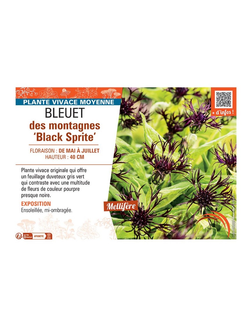 BLEUET DES MONTAGNES BLACK SPRITE