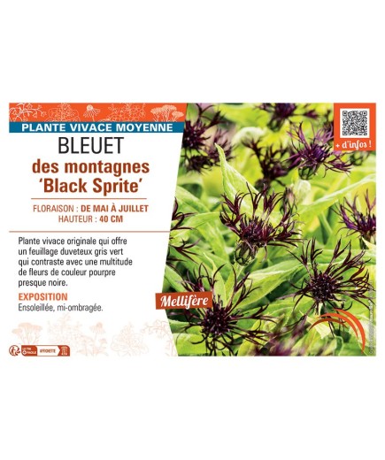 BLEUET DES MONTAGNES BLACK SPRITE