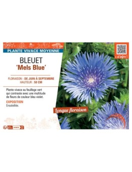 BLEUET MELS BLUE