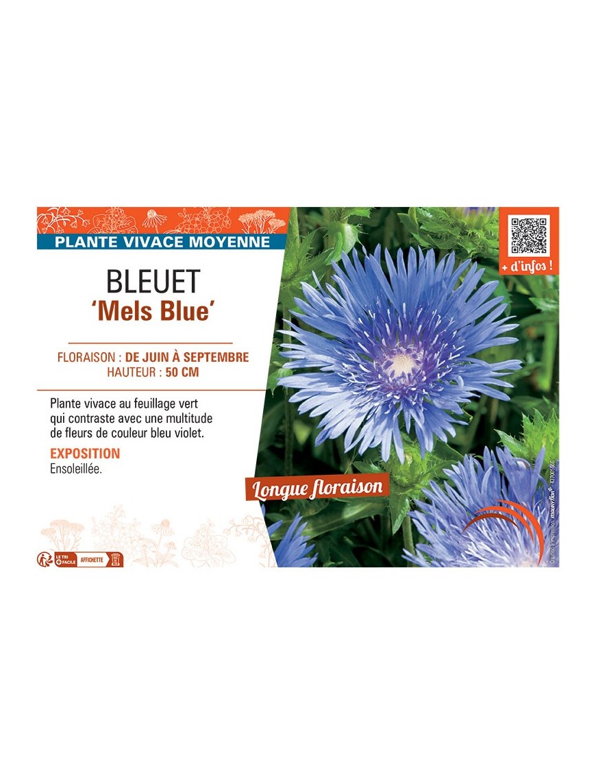 BLEUET MELS BLUE