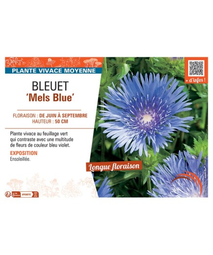 BLEUET MELS BLUE