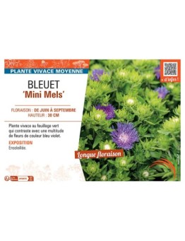 BLEUET MINI MELS