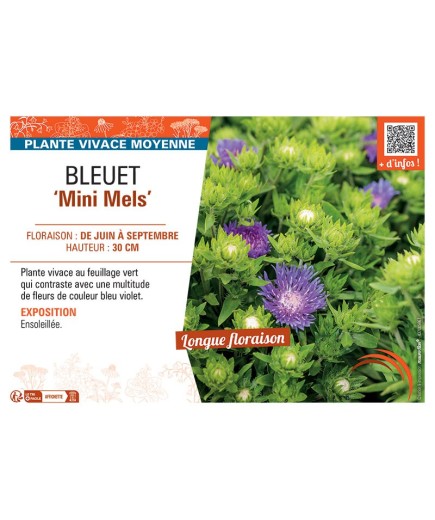 BLEUET MINI MELS