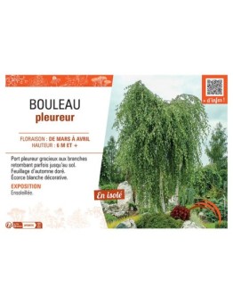 BOULEAU PLEUREUR