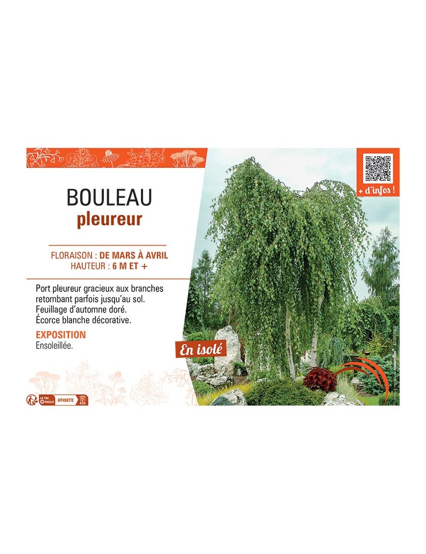 BOULEAU PLEUREUR