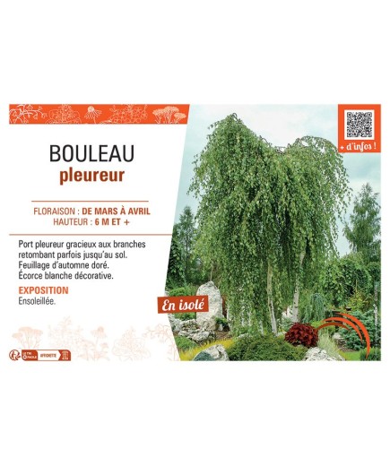 BOULEAU PLEUREUR