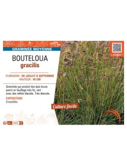 BOUTELOUA GRACILIS