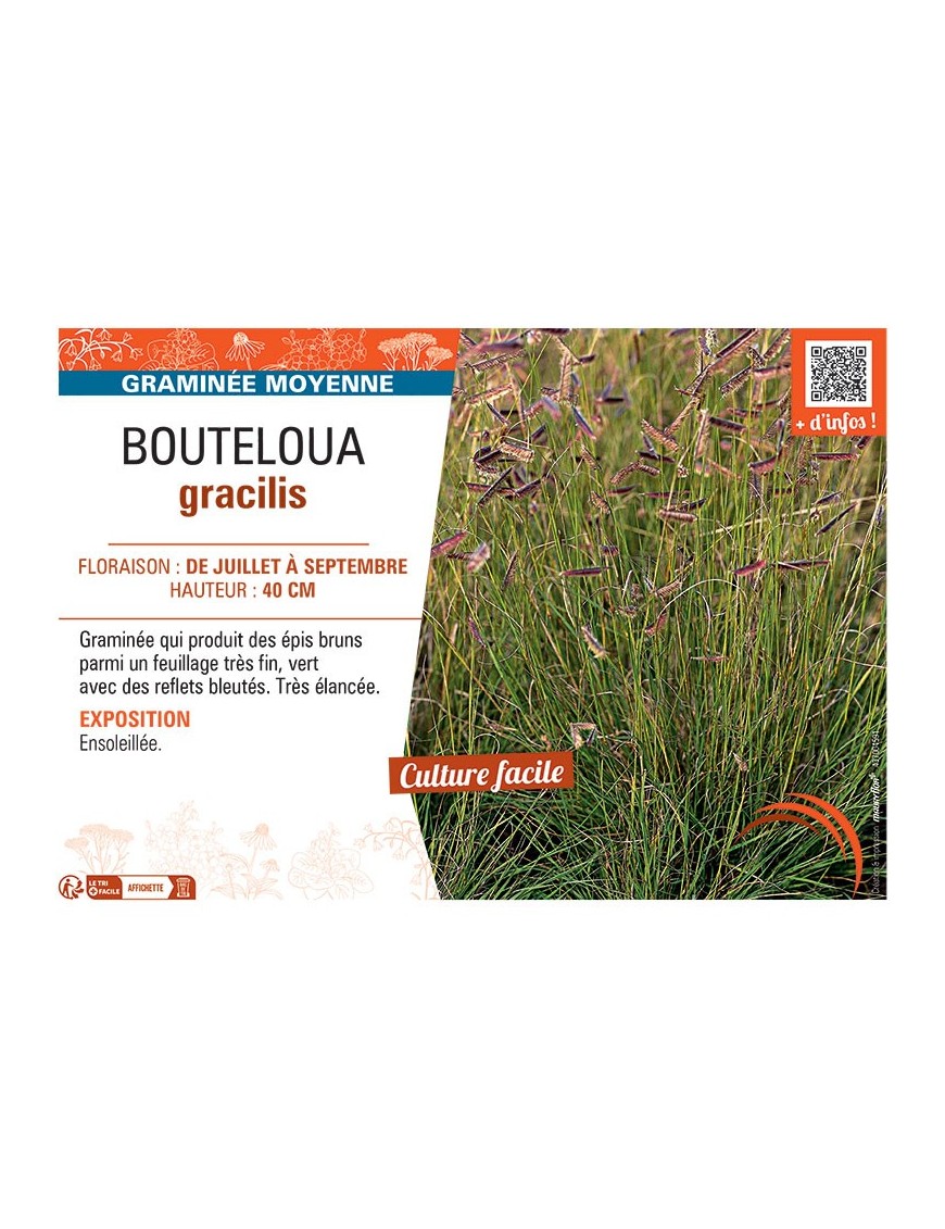 BOUTELOUA GRACILIS