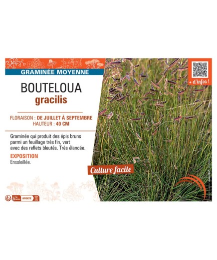 BOUTELOUA GRACILIS