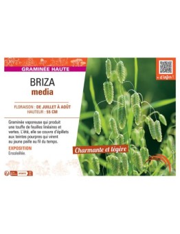 BRIZA MEDIA