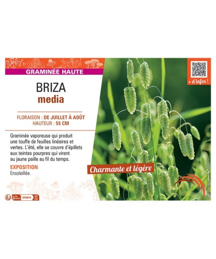 BRIZA MEDIA