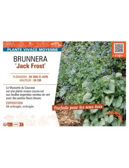 BRUNNERA JACK FROST