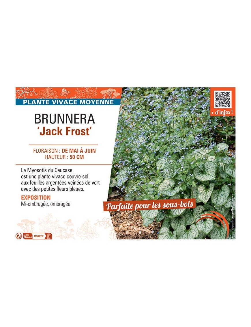 BRUNNERA JACK FROST