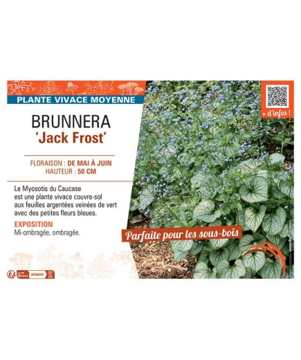 BRUNNERA JACK FROST