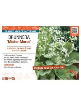 BRUNNERA MISTER MORSE