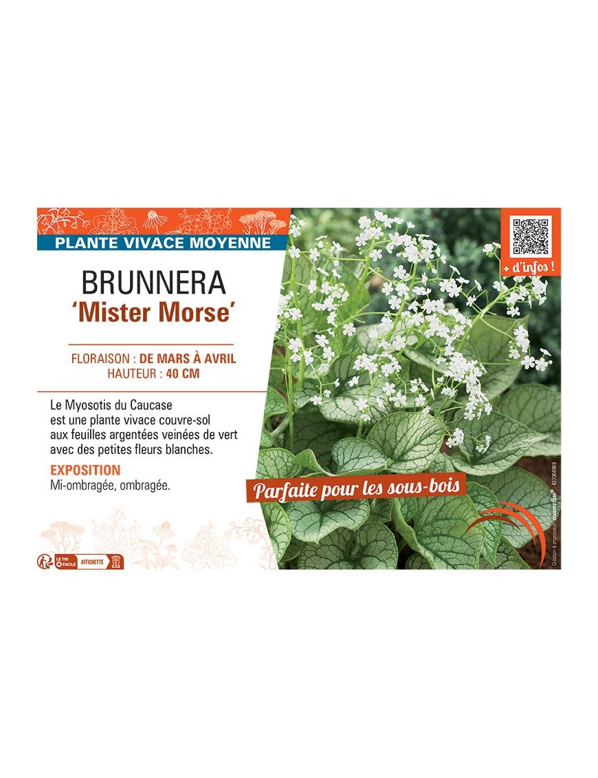 BRUNNERA MISTER MORSE