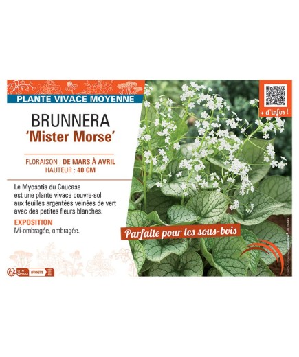 BRUNNERA MISTER MORSE