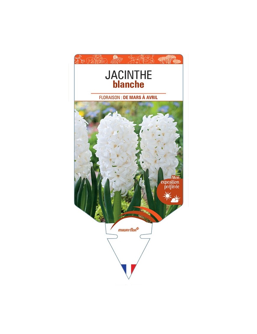 HYACINTHUS orientalis voir Jacinthe (blanc)