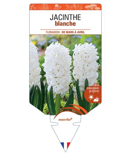 HYACINTHUS orientalis voir Jacinthe (blanc)