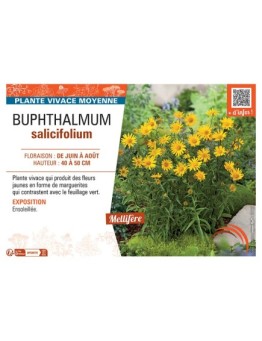 BUPHTHALMUM SALICIFOLIUM