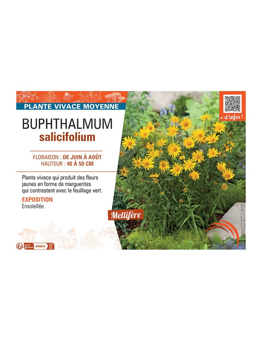 BUPHTHALMUM SALICIFOLIUM