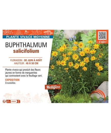 BUPHTHALMUM SALICIFOLIUM