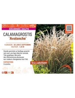 CALAMAGROSTIS AVALANCHE