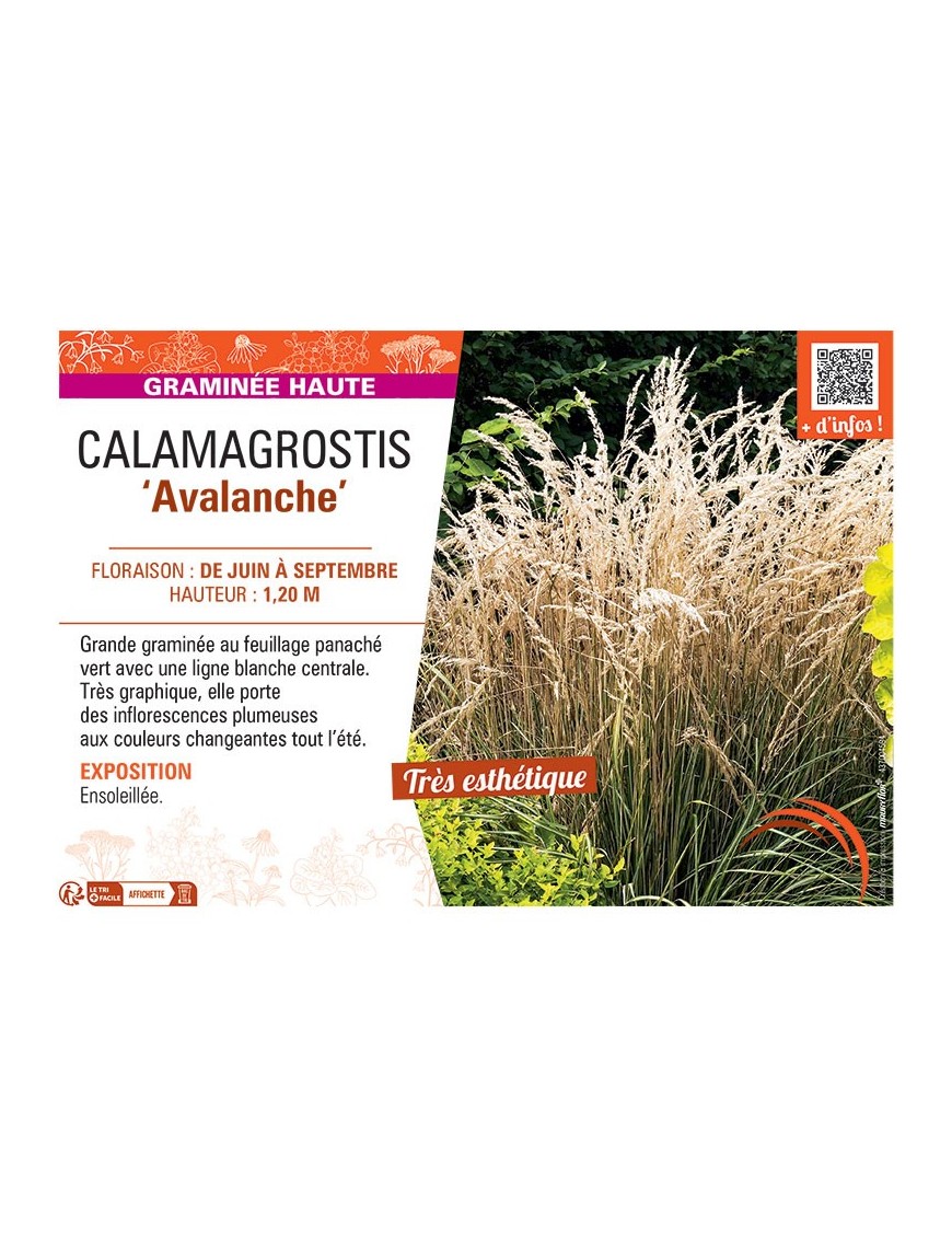 CALAMAGROSTIS AVALANCHE