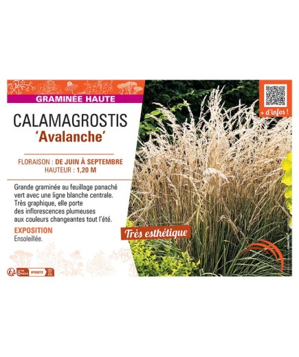 CALAMAGROSTIS AVALANCHE