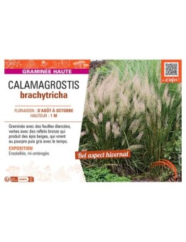 CALAMAGROSTIS BRACHYTRICHA