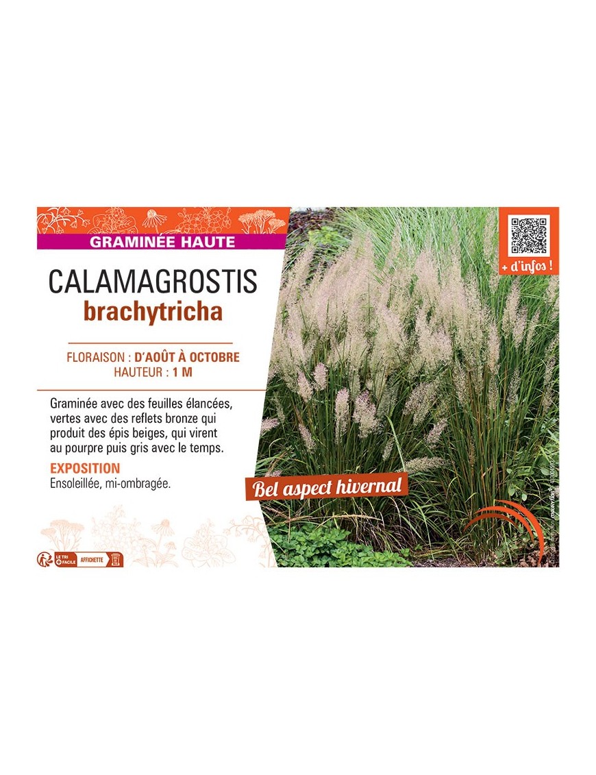 CALAMAGROSTIS BRACHYTRICHA