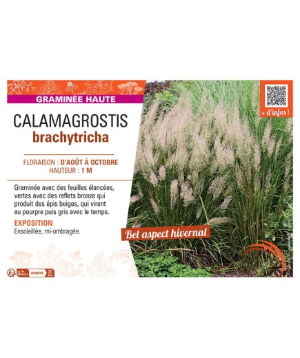CALAMAGROSTIS BRACHYTRICHA