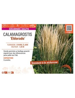 CALAMAGROSTIS ELDORADO