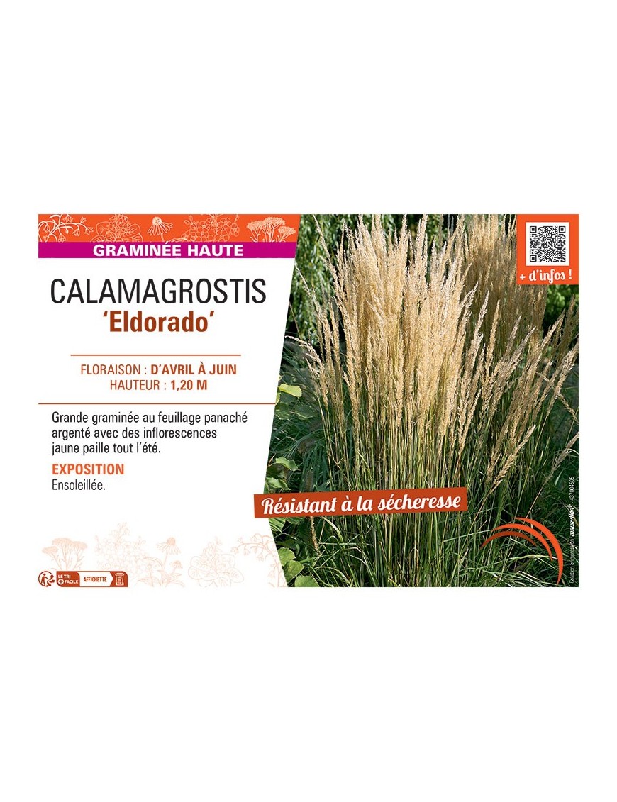 CALAMAGROSTIS ELDORADO