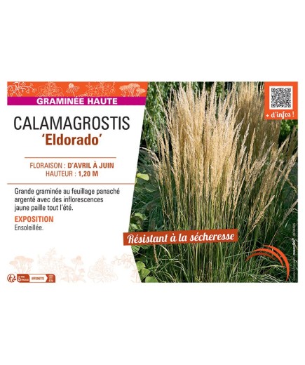 CALAMAGROSTIS ELDORADO