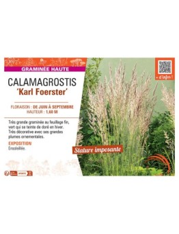 CALAMAGROSTIS KARL FOERSTER